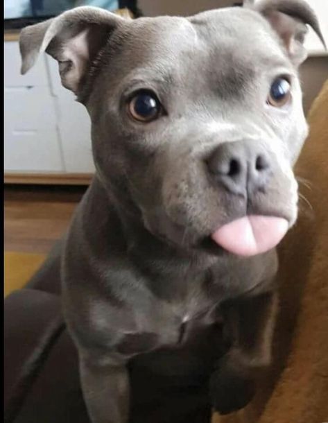 Grey Pitbull Puppies, Cute Pitbulls, Funny Dog Signs, Funny Dog Jokes, Cute Fluffy Dogs, Really Cute Puppies, Very Cute Dogs, Funny Dog Memes, Baby Animals Pictures