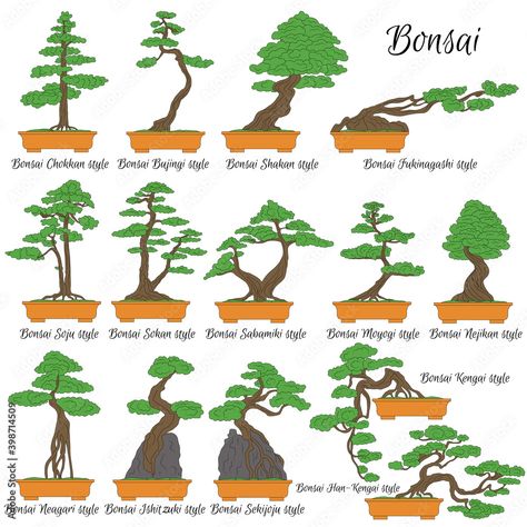 Bonsai Shop, Bonsai Fruit Tree, Bonsai Nursery, Jade Bonsai, Bonsai Tree Care, Bonsai Techniques, Side Yard Landscaping, Bonsai Styles, Plant Vector