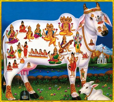 Kamadhenu - The Sacred Cow Which Grants All Our Wishes ... Hindu Rituals, Hindu Dharma, Cow Pictures, Lakshmi Images, Lord Shiva Family, Lord Vishnu Wallpapers, Ancient Mythology, Tanjore Painting, Hindu Mythology