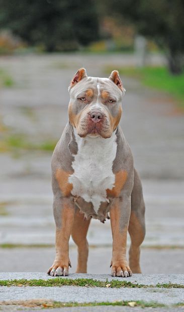 Funny Dog Pics, Xl American Bully, Aesthetic Dog Drawing, Wallpaper Dog Aesthetic, Bully Xl, Pitbull Dog Breed, Funny Dog Signs, Funny Dog Jokes, Pinterest Funny