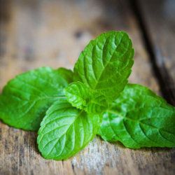 13 Peppermint Essential Oil Benefits: Nausea, Bug Repellent, Energy & More! Peppermint Essential Oil Benefits, Peppermint Essential Oil Uses, Peppermint Oil Benefits, Nature Living, Growing Mint, Essential Oils For Pain, Essential Oil Benefits, Bug Repellent, Oil Benefits