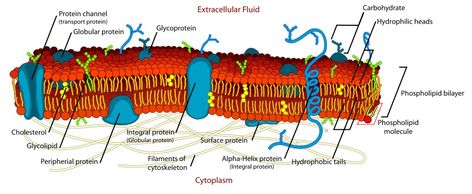 What is the Difference Between Glycolipid and Glycoprotein - Pediaa.Com Microbiology, Cell Membrane, Science, Map, Human