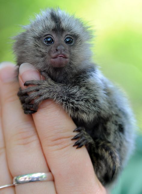 Pygmy Marmoset, Finger Monkey, Marmoset Monkey, Tiny Monkey, Animal Family, Pet Monkey, Cute Monkey, Baby Monkey