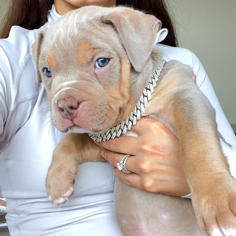 Beautiful Lilac Tri XL American Bully Puppy Lilac Tri American Bully, Xl Pitbull Puppies, Xl American Bully Puppy, American Bully Xl Puppys, Xl Bully Puppies, Xl Bully Dog, Xl Bully Pitbull, Pitbull Dog Tattoo, Pocket Bully Puppies