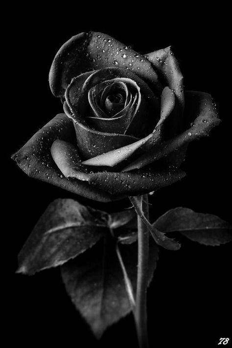 Light And Shadow Photography, Black Roses Wallpaper, Black Rose Flower, Nature Photography Flowers, Roses Wallpaper, Shadow Photography, Japon Illustration, Dark Flowers, Black Halloween