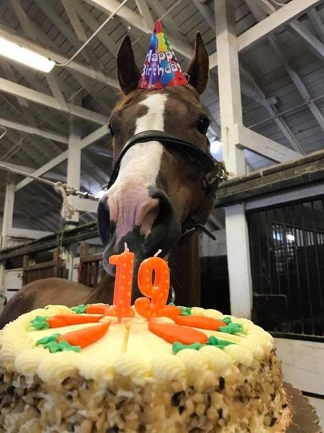 Horses In Stables, Horse In Stable, Horse In Snow, Horses Birthday, Homemade Horse Treats, Birthday Horse, Horse Meme, Horses In Snow, Pet Treats Recipes