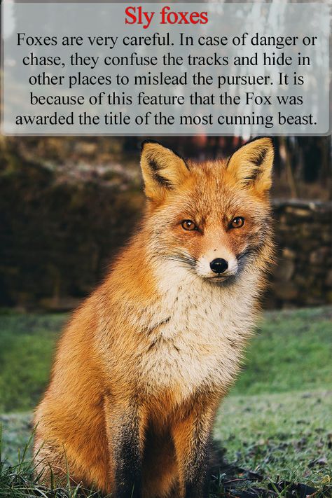 Nature, Omen Animals, Fox Therian Tips, Facts About Foxes, Fox Symbolism, Fox Facts, Animal Facts Interesting, Fox Pups, Female Fox