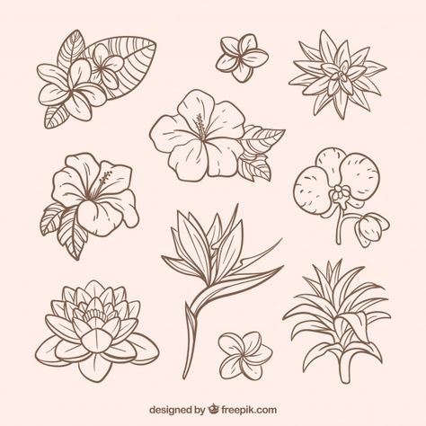 https://www.freepik.com/free-vector/lovely-hand-drawn-tropical-flower-collection_2700551.htm Tropical Flower Tattoos, Tanaman Air, Tropical Tattoo, Dresses Flowers, Hibiscus Tattoo, Flowers Vector, Pola Sulam, Tropical Flower, Simplistic Tattoos