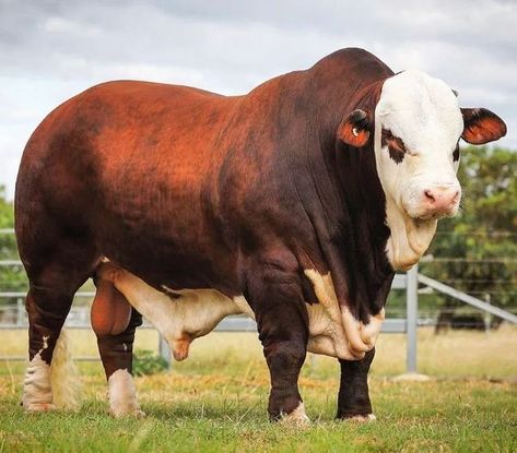 Simental Cow, Beefmaster Bull, Zebu Cattle, Zebu Cow, Bull Pictures, Breeds Of Cows, Show Cows, Pig Breeds, Beef Cow