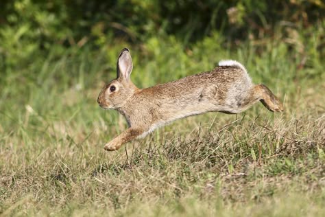 Rabbit Reference, Enchantment Of Ravens, Holland Lop Rabbit, Bunny Jump, Rabbit Jumping, Wild Bunny, Lop Rabbit, Rabbit Pictures, Rabbit Photos