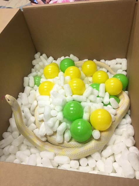 Snake enrichment - packing peanuts ball pit Reptile Enrichment Ideas, Ball Python Enrichment Ideas, Snake Enrichment Diy, Snake Jungle Gym, Snake Enrichment Ideas, Cool Snake Enclosures, Snake Playground, Ball Python Enrichment, Snake Cage Ideas