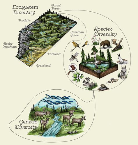 The Diversity of Life | Biology for Majors I Sustainable Architecture, Types Of Biodiversity, Taxonomy Biology, Mountain Ecosystem, Diversity Poster, Genetic Variation, Biology Notes, Different Plants, Back To School Activities