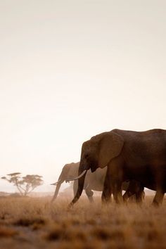 Elephants (photo by Philip Lee Harvey) Lions Photos, Kenya Travel, Africa Safari, Elephant Love, African Wildlife, African Elephant, African Animals, African Safari, Africa Travel