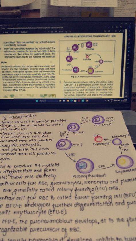 Hematology Aesthetic, Hematology Notes, Study Aesthetics, Aesthetic Notes, Aesthetic Study, Bone Marrow, Red Blood Cells, School Aesthetic, Med School