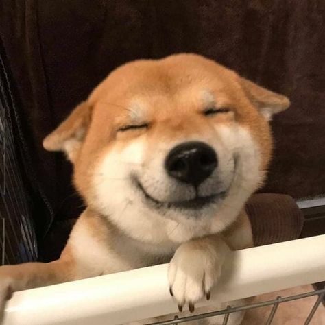 Dog Side Eye, Shiba Cute, Puppy Meme, Dog Smiling, Shiba Puppy, Smile Pictures, Sunset Girl, Shiba Inu Puppy, Shiba Inu Dog