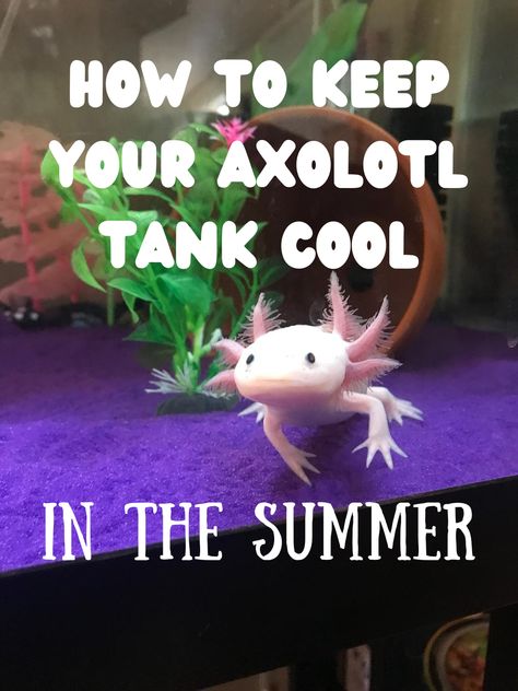 Axolotl Tank Setup Ideas, Axolotl Care Guide, Axolotl Aquarium Ideas, Axolotl Tank Ideas Aquarium, Axolotl Tank Ideas, Axolotl Stuff, Axolotl Care, Aquarium Chiller, Axolotl Tank