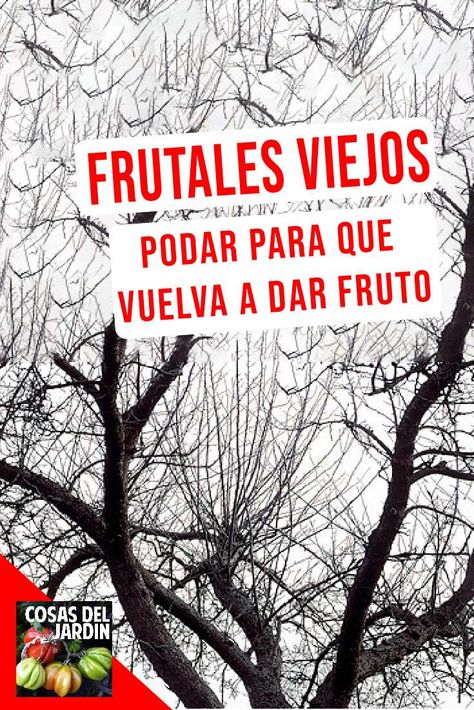 Restaurar árboles frutales viejos a menudo es posible con mucha paciencia y un poco de conocimiento. Sigue leyendo para obtener consejos sobre cómo rejuvenecer los árboles frutales viejos. Tumbler Pigeons, Fruit Tree Garden, Dry Garden, Plant Hacks, Photo Blog, Green Life, Live Love, Herb Garden, Fruit Trees