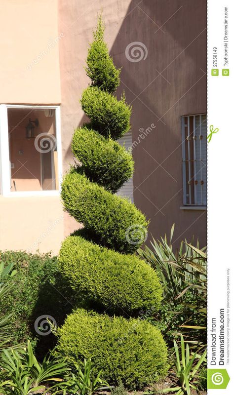 Juniper Plant, Hedge Trees, Boxwood Landscaping, Geometric Tree, Terrace Garden Ideas, Spiral Tree, Florida Landscaping, Topiary Tree, Landscaping Trees