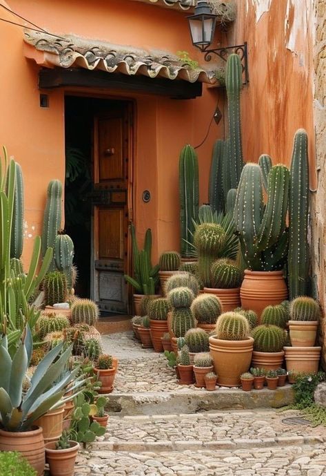 Hanging Cactus Plants Outdoor, Cacti Garden Outdoor, Potted Cactus Garden, Cactus In Pots Outdoor, Cactus Garden Outdoor, Desert Garden Ideas, Mexican Garden Ideas, Mexico Plants, Cactus Garden Design