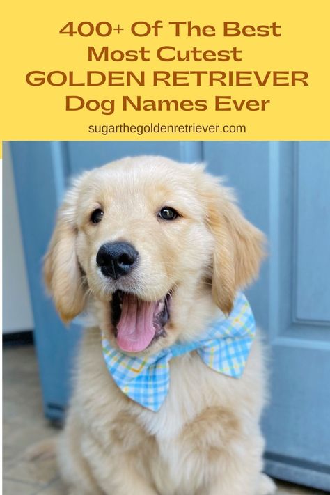 400+ Of The Best Most Cutest Golden Retriever Dog Names Ever - Golden Woofs Dog Names For Golden Retrievers, Golden Retriever Puppy Names Female, New Golden Retriever Puppy, Cute Golden Retriever Puppy Names, Female Golden Retriever Names, Golden Retriever Girl Names, Cute Golden Retriever Names, Golden Retriever Names Male, Dog Names Golden Retriever