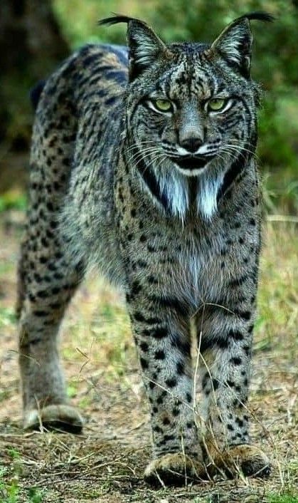 Iberian Lynx, 헬로키티 배경화면, Cat Species, Exotic Cats, Rare Animals, Majestic Animals, Cheetahs, Domestic Cat, Big Cat