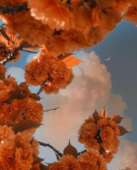 Orange Flower Aesthetic, Orange + Core + Aesthetic, Orange Flowers Aesthetic, Pretty Flowers Pictures, Aesthetic Orange, Wild Photography, Fancy Flowers, Fancy Art, By Any Means Necessary