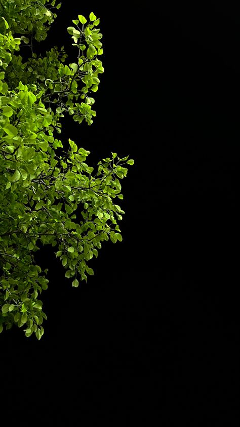 Black Green Wallpaper Aesthetic, Night Tree Snap, Night Snap Story, Night Photography Ideas, Corny Pick Up Lines, Decent Wallpapers, Morning Photography, Iphone Dynamic Wallpaper, Phone Wallpaper Boho