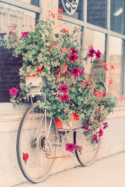 beautiful photograph of a bicycle repurposed as container garden display rack. photograph by alice b gardens on flickr. Boutique Hotel Paris, Vibeke Design, Flowers Growing, Deco Floral, Weekend Fun, Arte Floral, Dream Garden, Garden And Yard, Love Flowers