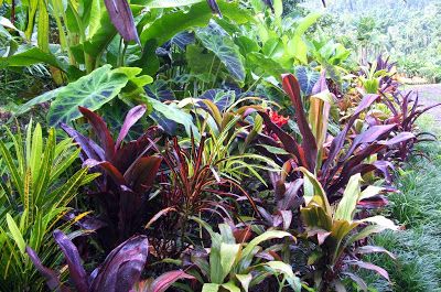 Sun Plants, Foliage Plants, Small Tropical Gardens, Plants In Pots, Fairy Garden Doors, Tropical Garden Design, Full Sun Plants, Tropical Landscaping, Plant Nursery