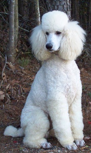 Dog Vest Diy, White Poodle Puppy, Anjing Poodle, White Standard Poodle, Standard Poodle Haircuts, Poodle White, Poodle Puppy Standard, Poodle Cuts, Pretty Poodles