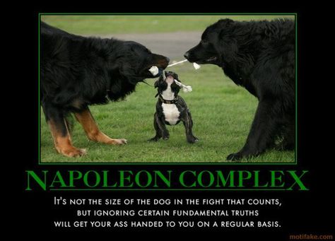 . Napoleon Complex, Puppies, Google Search, Dogs, Funny, Animals, Pins