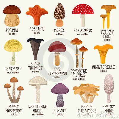 Edible And Non-edible Mushrooms Vector Set Stock Vector - Illustration of angel, gyde: 138425738 Mushroom Species Chart, Edible Mushrooms Chart, Illustrated Mushrooms, Mushrooms Edible, Poison Mushroom, Mushroom Names, Spackle Art, Foraging Guide, Edible Wild Mushrooms