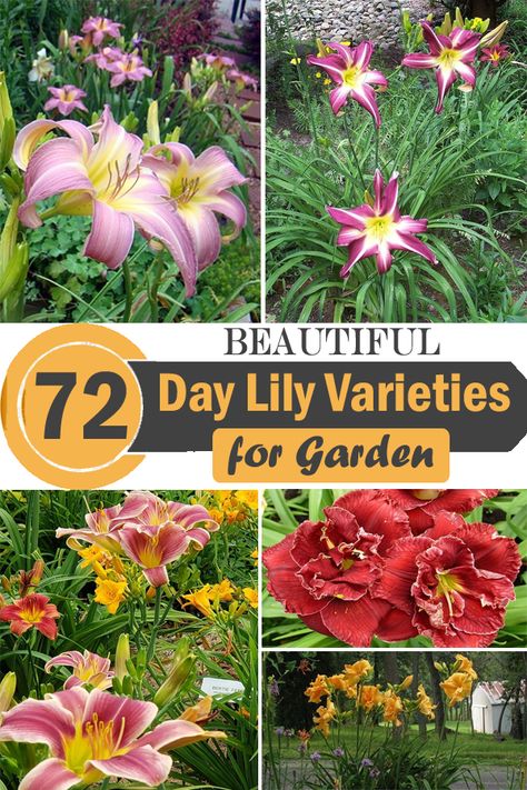 Daylillies Landscaping, Daylily Landscaping, Types Of Lillies, Lily Varieties, Day Lillies, Lilly Garden, Day Lilly, Northwest Garden, Daylily Garden