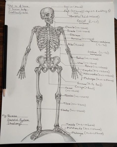 Skeleton Drawing Labeled, Human Bone Anatomy Drawing, Human Skeletal System Anatomy, Skeletal System Anatomy Drawing, The Skeletal System Anatomy, Skeleton Parts Drawing, Skeleton System Anatomy Notes, Skeleton Sketch Anatomy, Skeleton System Notes