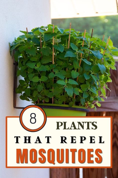 The 8 plants described below have exactly the strong scent that most humans find pleasant, but mosquitos don’t. They can help you to mask your own smell and keep nearby mosquitoes away from you. Best Mosquito Repellent, Diy Natural Detergent, Liver Care, Face Pores, Unhealthy Diet, Natural Mosquito Repellant, Mosquito Repelling Plants, Mosquito Repellent, Tall Plants