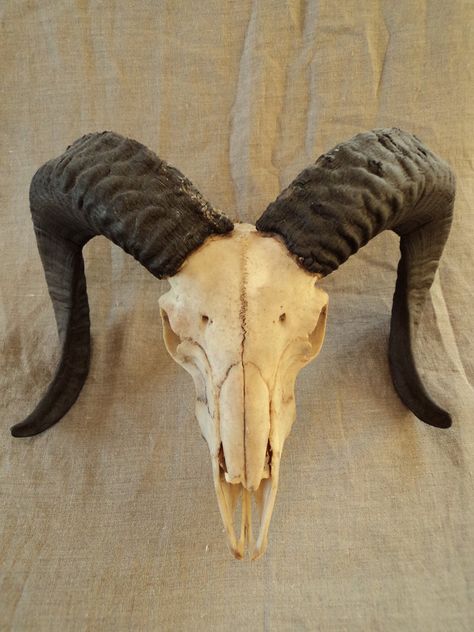 rams head Sheep Horns, Ram Sheep, Black Horns, Sheep Skull, Skull Reference, Rams Head, Goat Skull, Animal Skeletons, Ram Skull