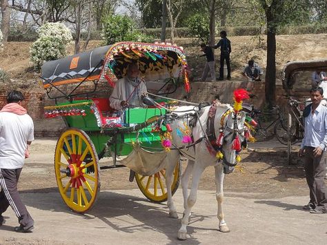 Decorated Horse, Driving Horses, Birds Cage, Special Dress, Rammed Earth, Agra India, Horse Carriage, Urdu Words, Horse Drawn