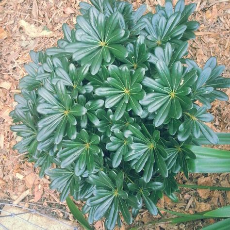 Pittosporum Miss Muffet, Miss Muffet Plant, Japanese Pittosporum, Fast Growing Pine Trees, Planting Palette, Pittosporum Tobira, Plants For Small Gardens, Front Landscape, Balinese Garden