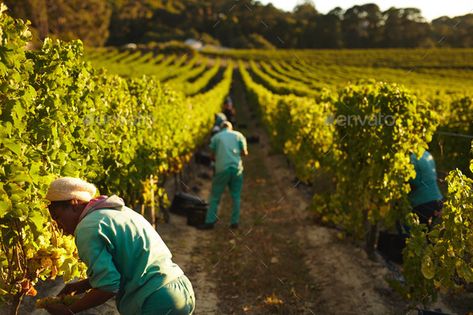 Grape pickers working in vineyard by jacoblund. Grape pickers working in field of grape vines. Farm workers harvesting grapes in vineyard for making wine. #AD #jacoblund, #field, #grape, #vineyard Barn Chandelier, Farm Workers, Making Wine, Team Ideas, John 15 5, Worship Team, Grape Harvesting, Farm Machinery, Banner Advertising