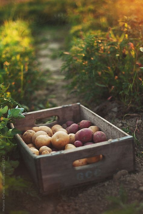 Melanie DeFazio for Stocksy United Gardening Photography Aesthetic, Farm To Table Aesthetic, Potato Aesthetic, Potato Farming, Potato Farm, Sasha Braus, Casa Cook, Farmer Girl, Farm Photography