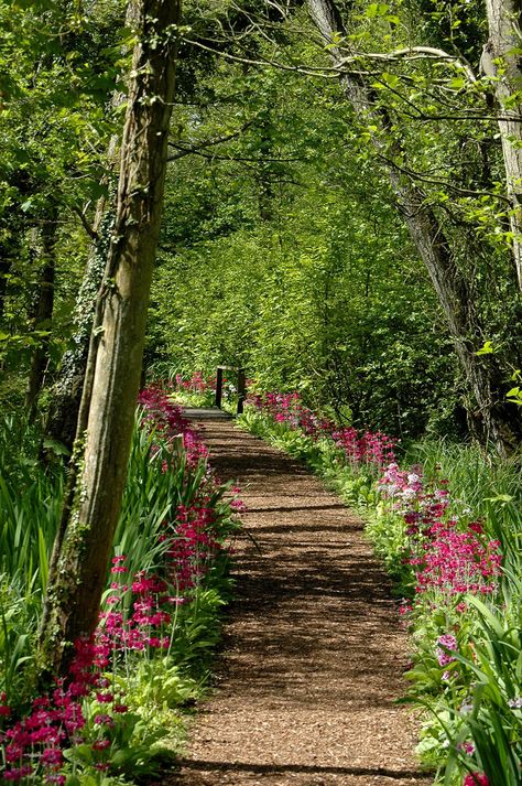 Do you have a wooded area in your landscape?  This would make an excellent pathway to a landing spot! @debbienolder & @amymclements Paving Bricks, Trees And Flowers, Path Design, Landscape Edging, Fine Sand, Forest Garden, Wild Strawberries, Garden Path, Woodland Garden