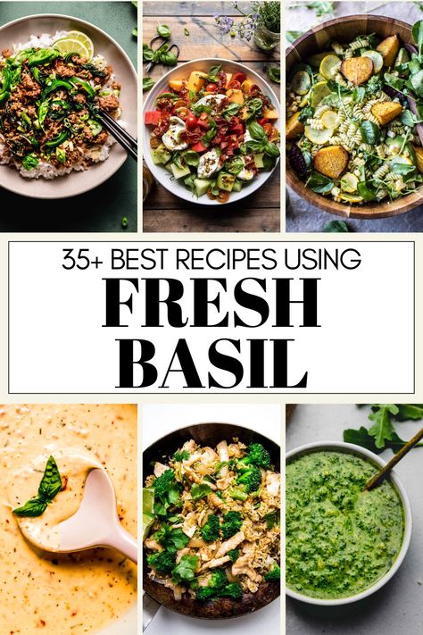 Basil, the ultimate herb of summer, is the star in this collection of 35+ recipes, with a dish for every occasion and mood! Italian Seafood Stew, Lush Desserts, Fresh Basil Recipes, Sun Dried Tomato Sauce, Garlic Roasted Broccoli, Basil Recipes, Rose Recipes, Healthy Pasta Recipes, Chicken And Vegetables