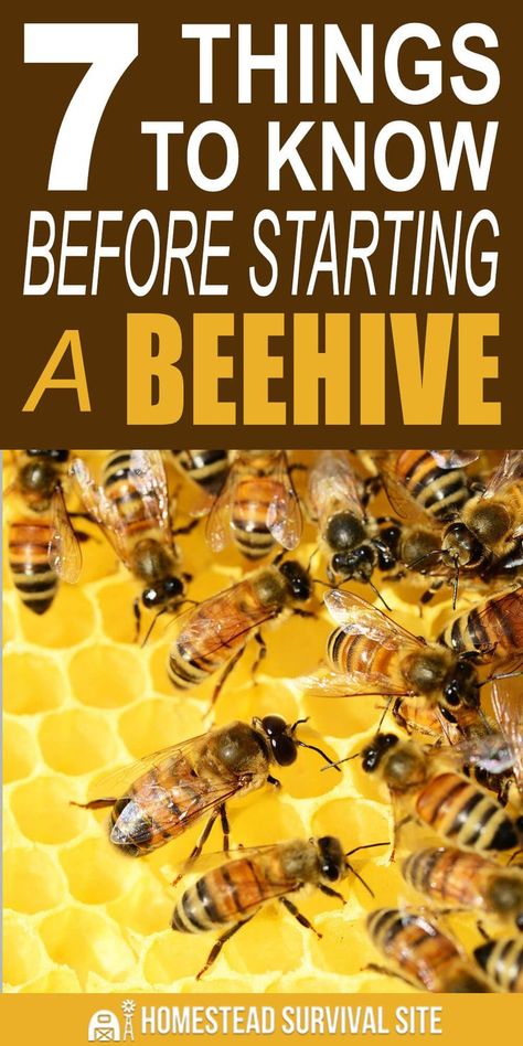 The decline in bees has sparked a newfound love for beekeeping. However, beekeeping will only work for those determined homesteaders who are committed. #homesteadsurvivalsite #beehives #beekeeping #beekeepingtips #beekeepingforbeginners Starting A Bee Hive, Diy Beekeeping, Diy Beehive, Backyard Beehive, Bee Safe, Bee Hive Plans, Beekeeping For Beginners, Raising Bees, Bee Swarm