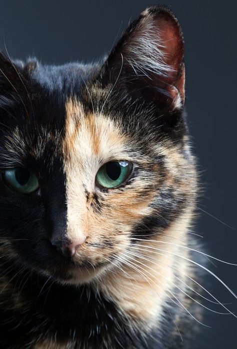 Tortoiseshell Cat Facts Chimeras Mosaics Fur Coats Tortoiseshell Cat Aesthetic, Cat Tortoiseshell, Tortoiseshell Cats, Money Cat, Tortoiseshell Cat, Tortoise Cat, Calico Cats, Cat Ideas, Tortoise Shell Cat