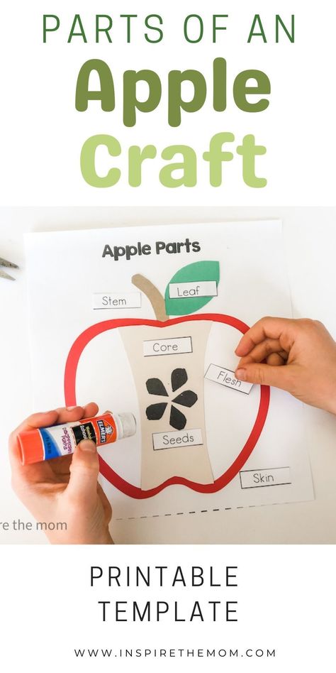 Doing a fall or apple-themed unit? Check out this label the apple-parts craft! #apple parts craft #label apple parts #apple anatomy #apple activity #apple unit activities #apple unit study #kindergarten apple unit #first grade apple activity #fall activity #kids learn #apple parts activity #apple parts labeling #apple paper craft #apple shape craft Parts Of An Apple Craft Preschool, Apple Anatomy Free Printable, Parts Of An Apple Preschool Free Printable, Parts Of An Apple Craft, Parts Of An Apple Free Printable, Apple Hand Print, Parts Of An Apple Preschool, Apple Name Craft, Apples Activities