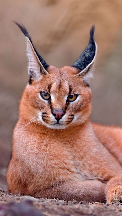 1080x1920 Wallpaper caracal, big cat, lay Cheetahs, Caracal Cat, Gato Grande, Söt Katt, Exotic Cats, Animale Rare, Haiwan Peliharaan, Large Cats, Animal Faces