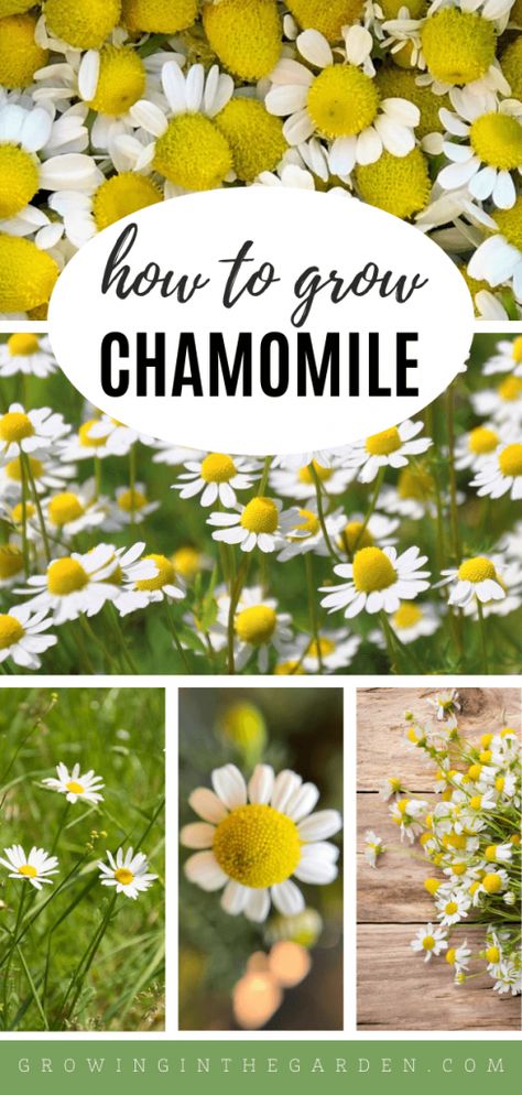 Herb Garden Outdoor Containers, How To Harvest Chamomile, How To Use Chamomile Plant, Useful Plants To Grow, How To Dry Chamomile Flowers, Wild Chamomile Plant, How To Make Chamomile Tea From Plant, Dried Chamomile Flowers, Daisy Vs Chamomile