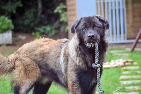 Estrela Mountain Dog, Every Dog Breed, Livestock Guardian, Group 2, Mountain Dog, Mountain Dogs, Dog Breeds, Cute Animals, Dogs