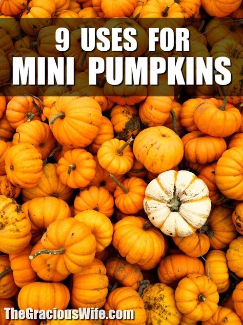 Decorating With Mini Pumpkins, Decorating Mini Pumpkins For Kids, Mini Pumpkins Decorating, Mini Pumpkin Decor, Mini Pumpkin Decorating Ideas, Small Pumpkin Carving Ideas, Plastic Pumpkins Crafts, Mini Pumpkins Decor, Creative Pumpkin Carving Ideas