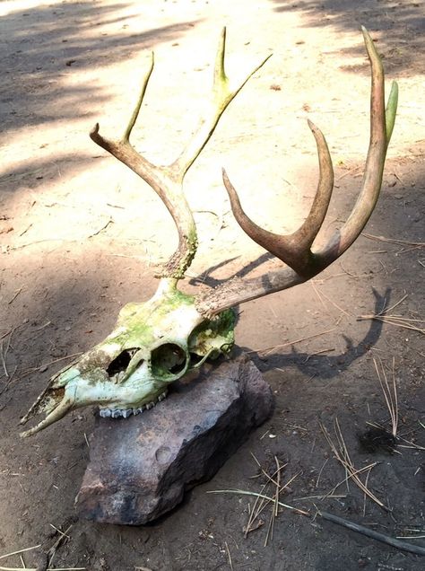 Foap.com: elk skull images, pictures and stock photos Animal Skull Photo, Deer Skull Reference, Elk Skeleton, Esqueleto Aesthetic, Horror Moodboard, Drawtober 2024, Skull Forest, Dead Nature, Bone Decor